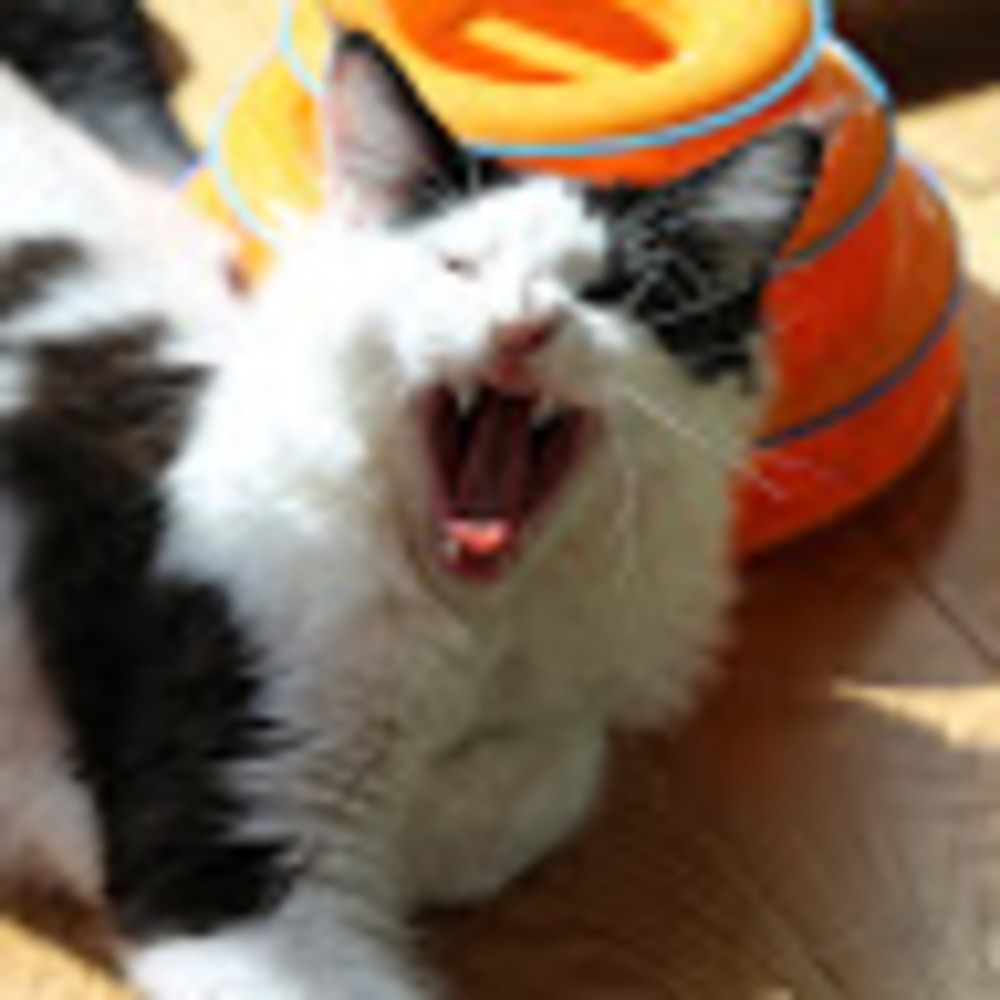 Meet your Posher, Sean